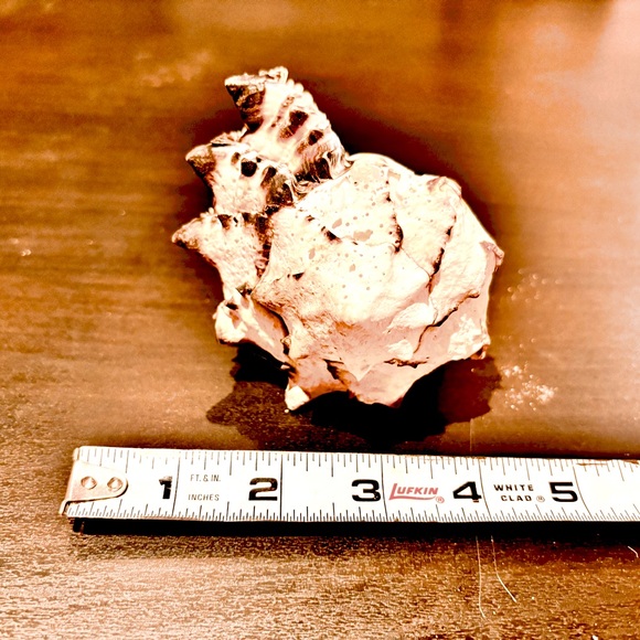 5” black and white murex seashell - Picture 2 of 5